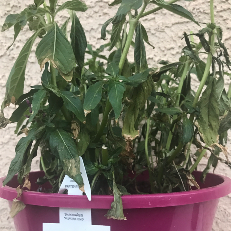Photo of the plant species Fivestamen Miterwort by Megan named Georgia on Greg, the plant care app