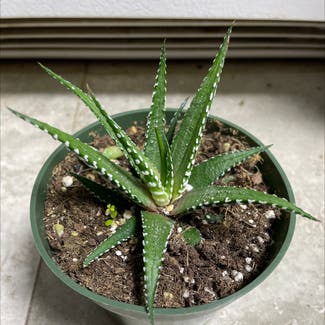 Aloe vera plant in Roseville, California