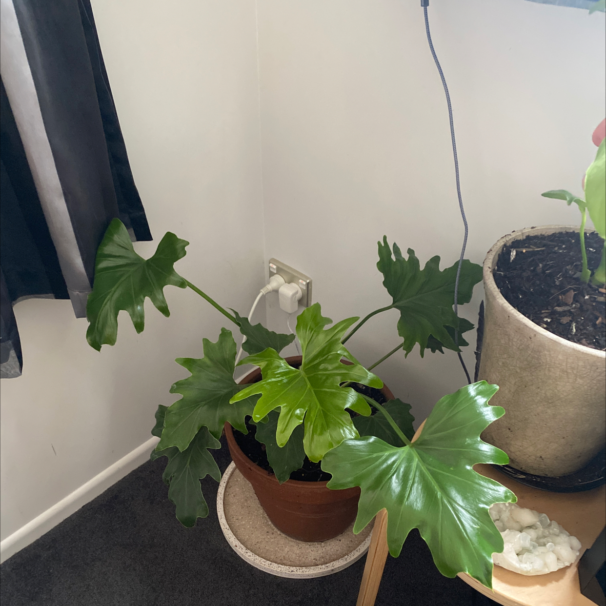 Philodendron Xanadu plant photo by @lexsbedroomjungle named Xena on Greg, the plant care app.