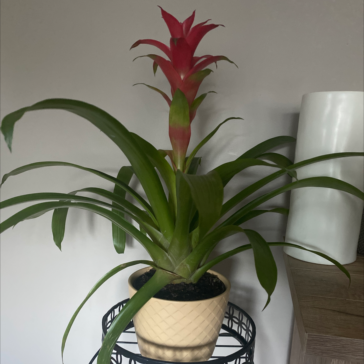 Photo of the plant species Blushing Bromeliad by Amber named Bromeliad on Greg, the plant care app