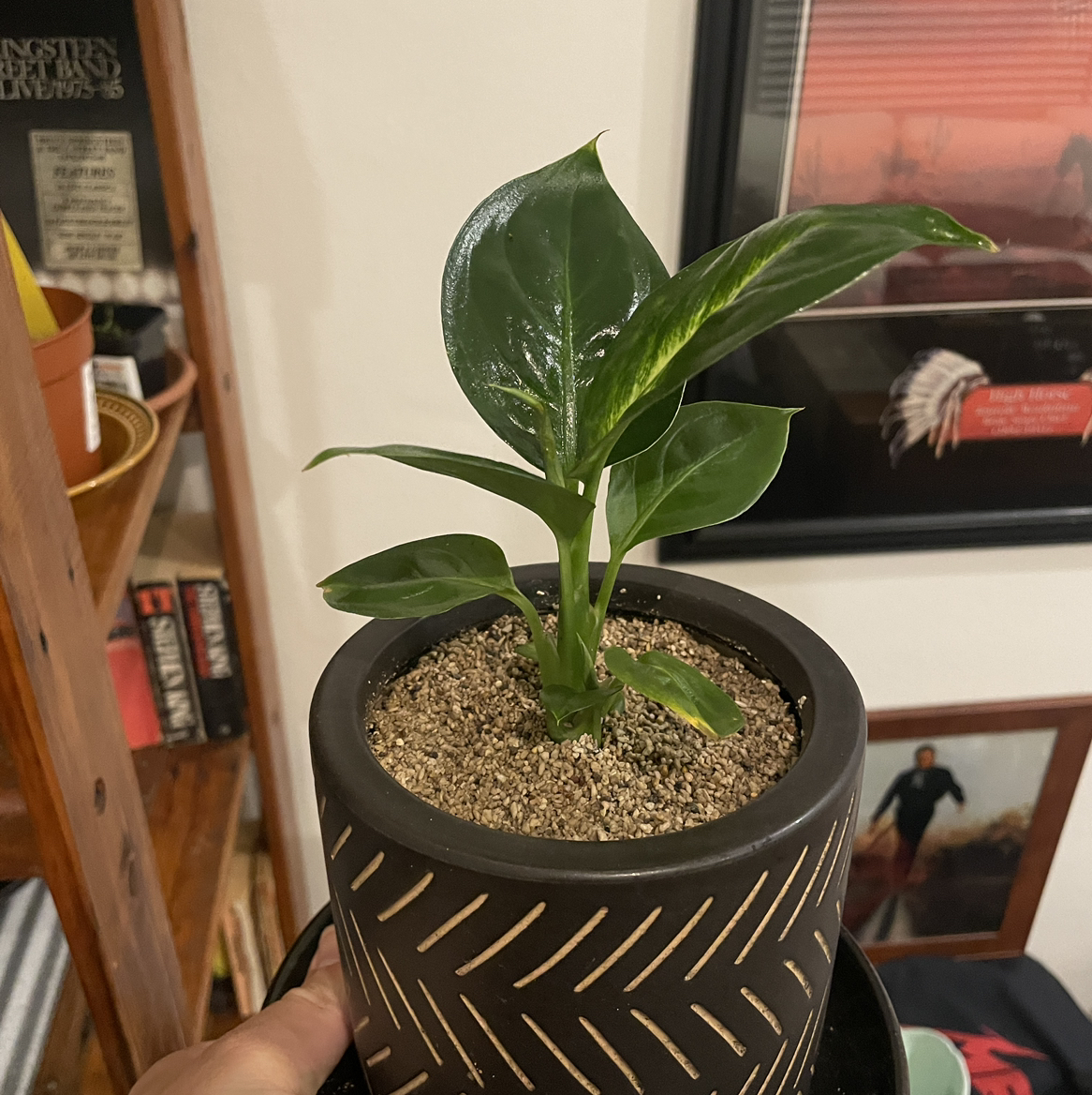 Dieffenbachia 'Tropic Marianne' plant in a decorative pot with visible soil, held by a hand.
