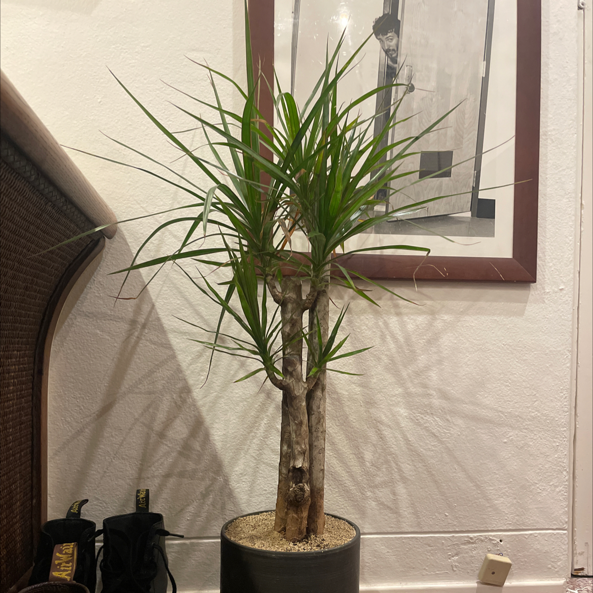 Dracaena 'Ray of Sunshine' plant indoors in a pot with green leaves and a woody trunk.
