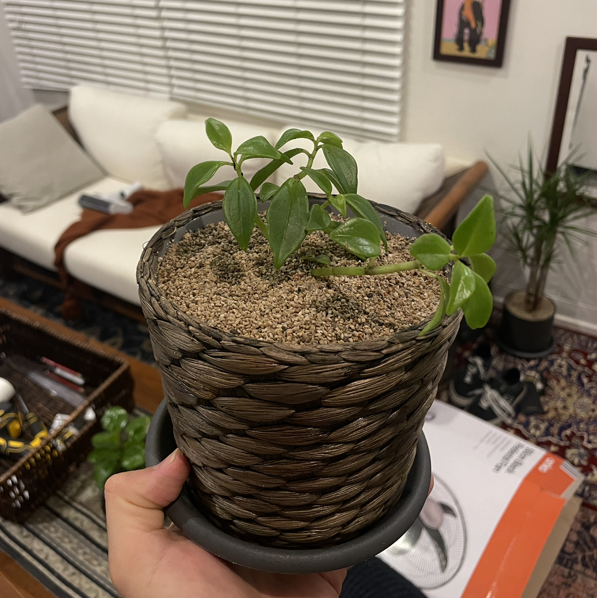 Photo of the plant species Peperomia Vinasiana by @Nthompson named Peperomia Vinasiana #2 on Greg, the plant care app