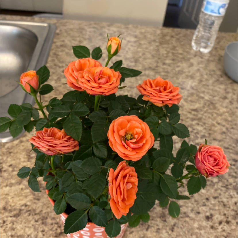Healthy Beach Rose plant with vibrant orange flowers and green leaves on a countertop.