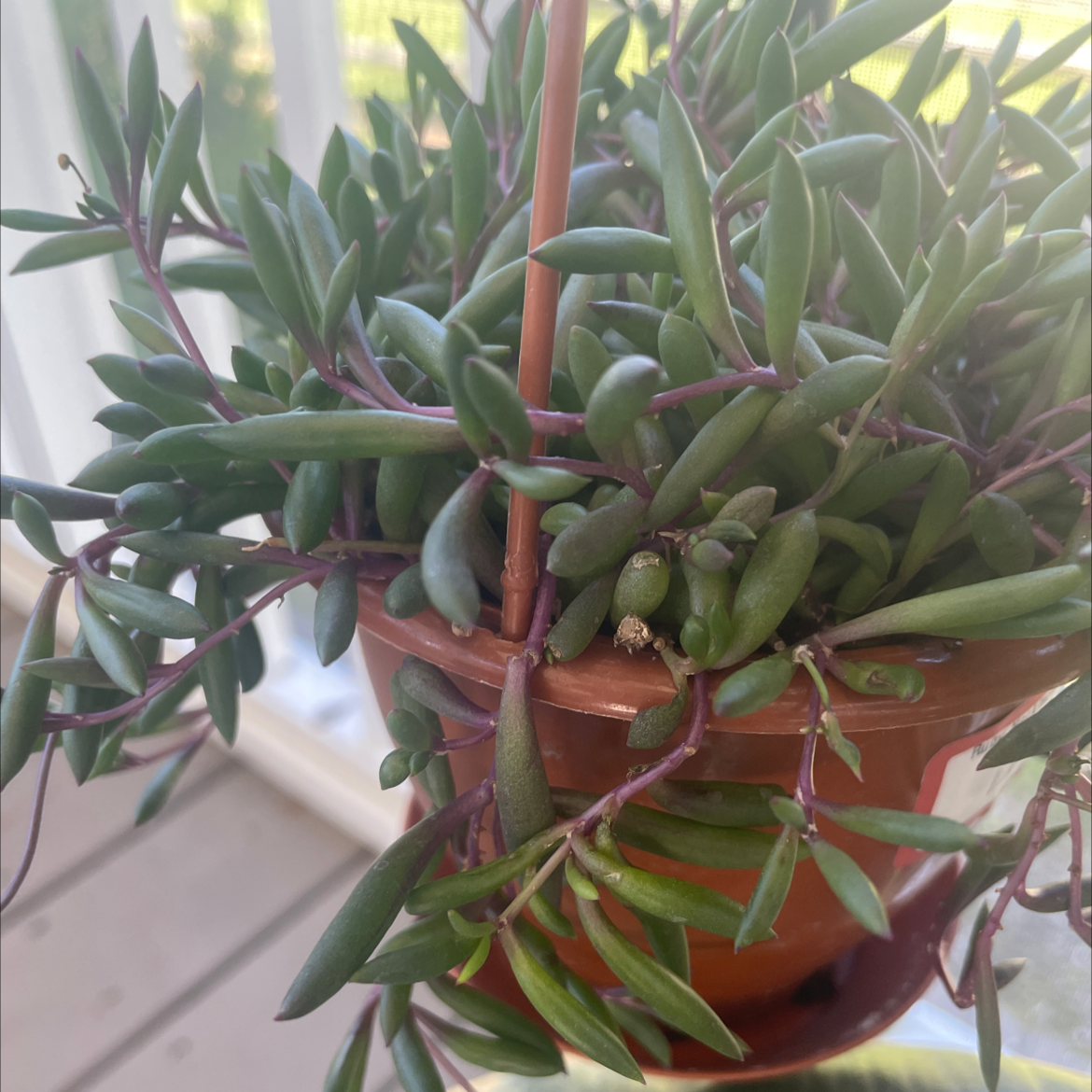 Healthy ruby necklace plant in a pot with vibrant green leaves.