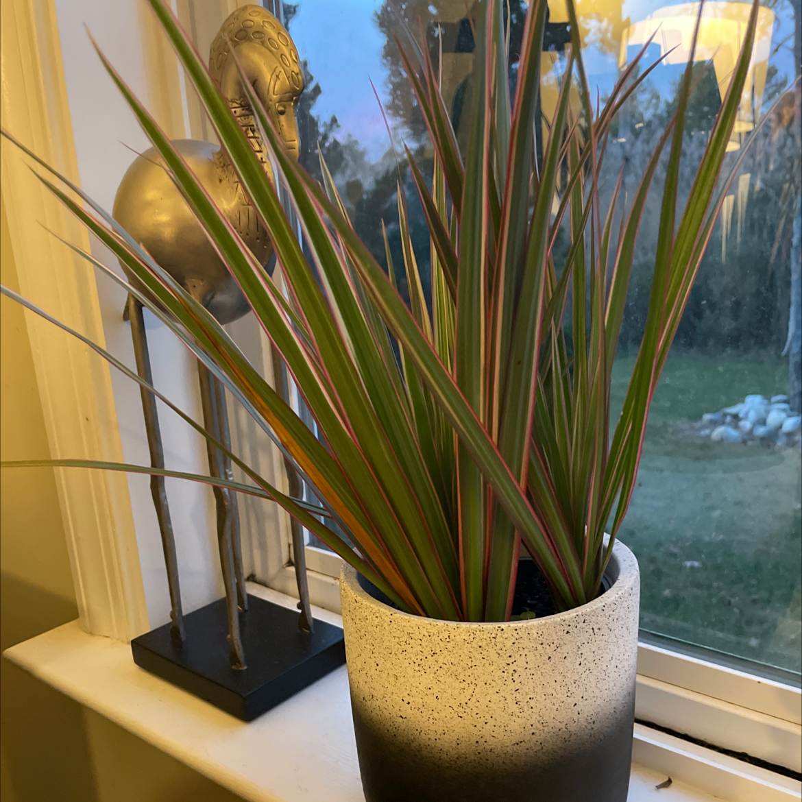 Magenta Dragon Tree plant with green and magenta striped leaves in a pot on a windowsill.