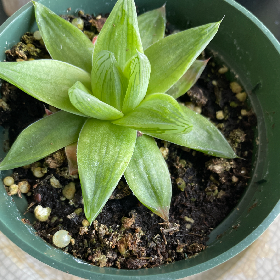 Cathedral Window Haworthia plant in a pot with visible soil and healthy green leaves.