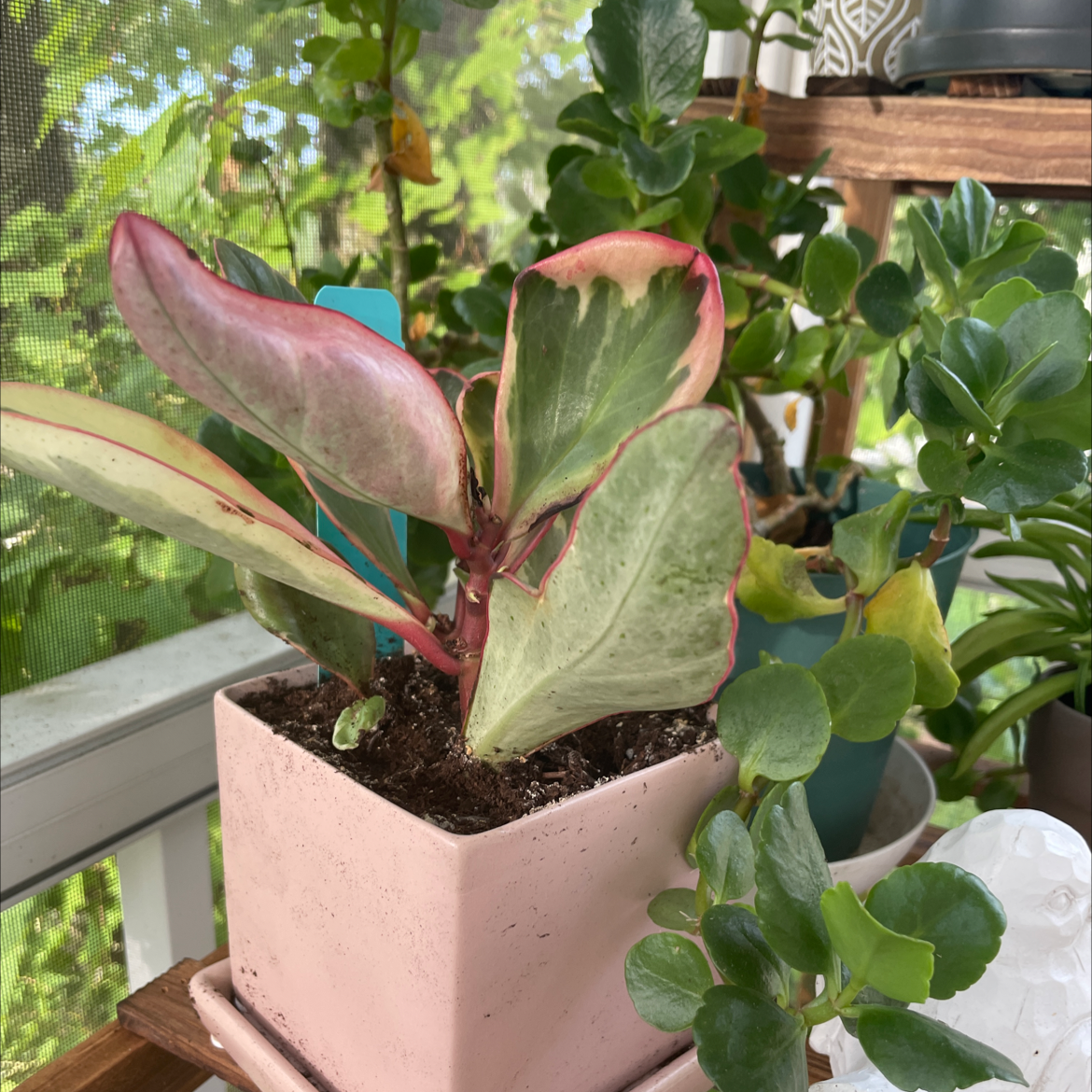 Peperomia 'Ginny' plant in a pink pot with variegated leaves and pink edges.