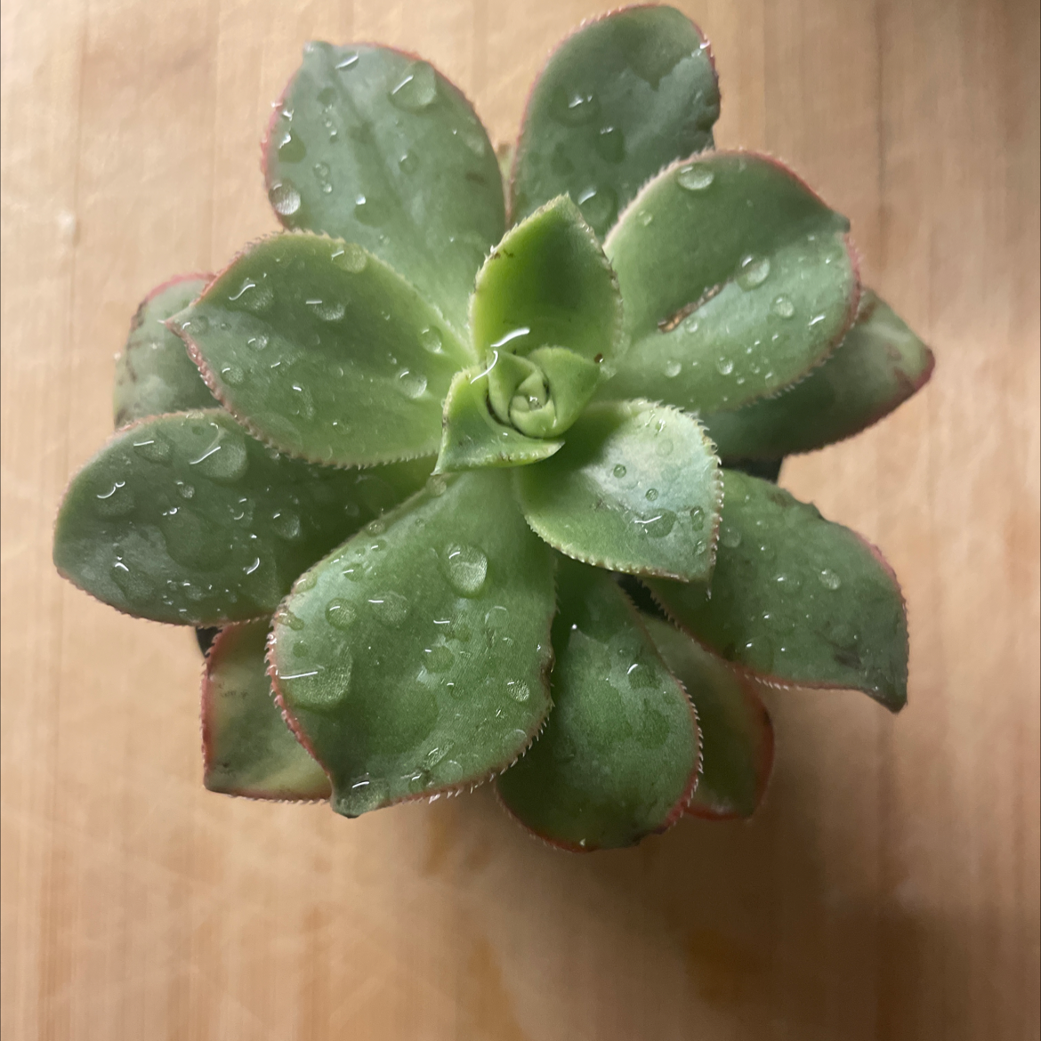 Aeonium 'Kiwi' succulent with green leaves and red edges, water droplets on leaves.