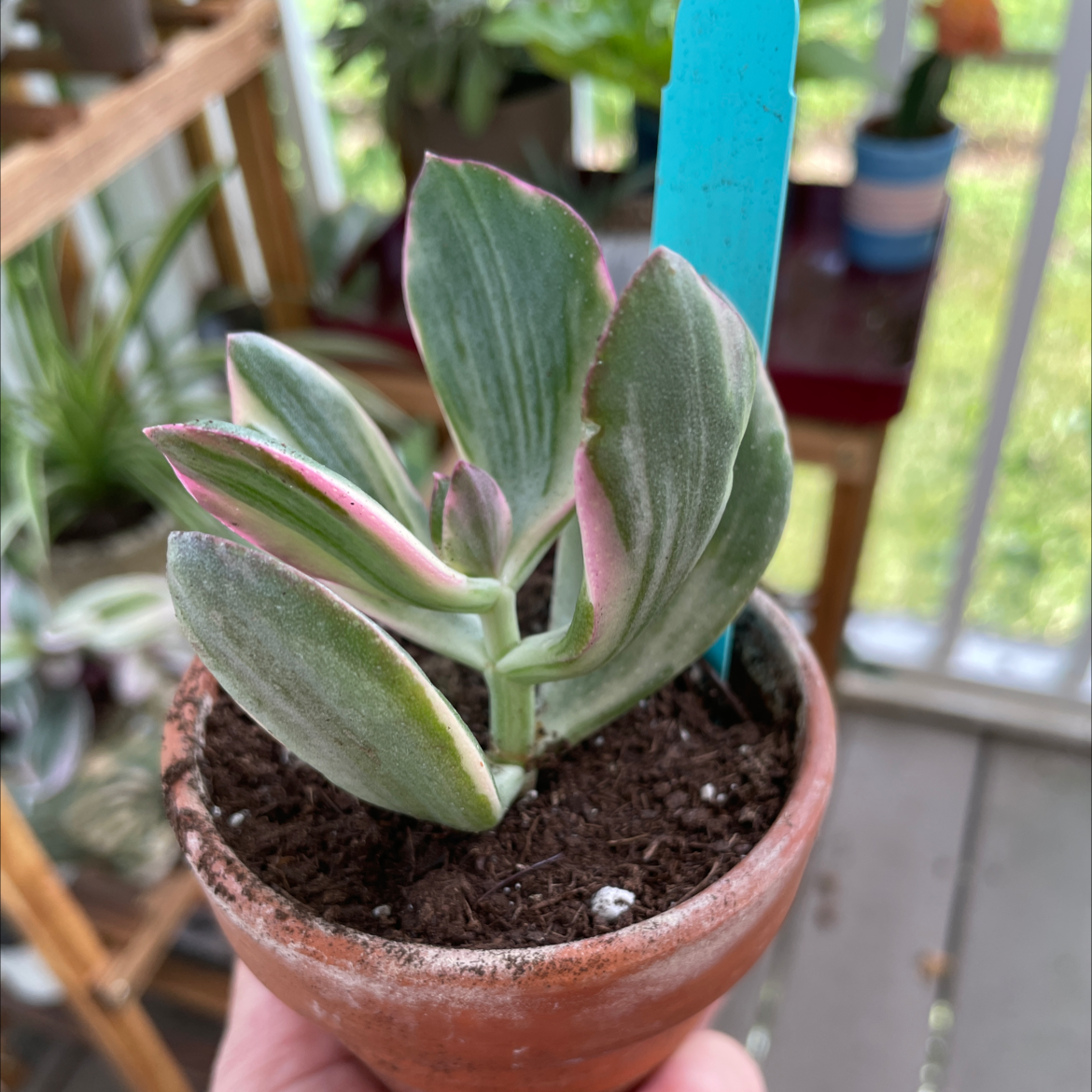 Variegated Jade plant in a terracotta pot with green and pink leaves.