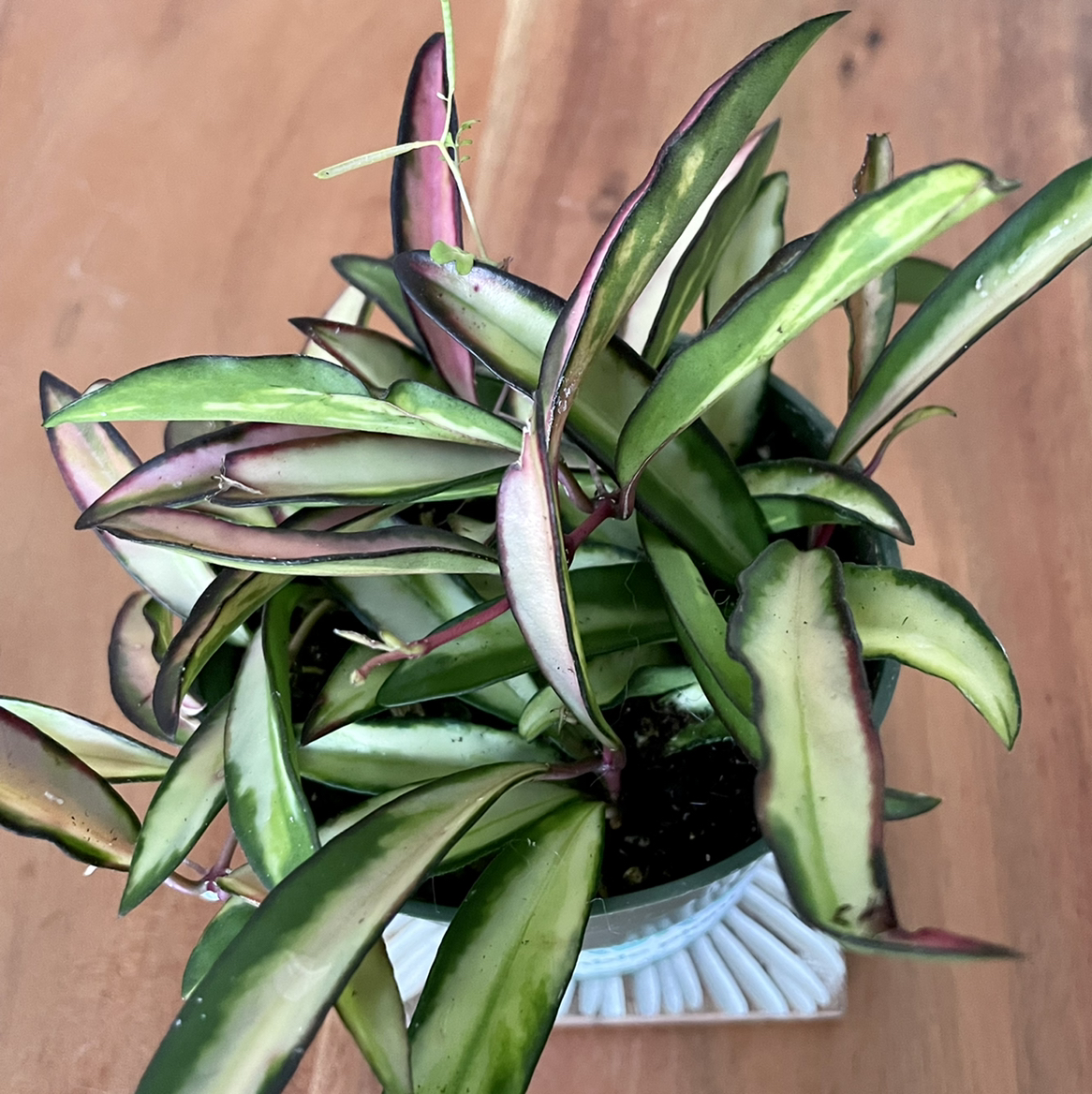 Stringbean Hoya plant in a pot with mostly healthy leaves and slight discoloration.