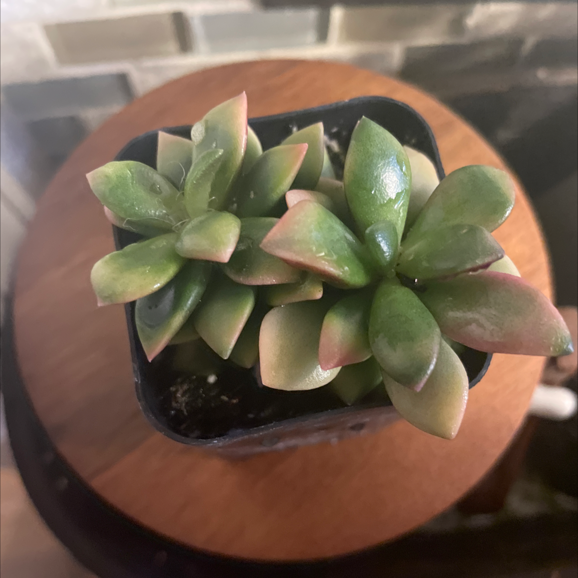 Anacampseros 'Sunrise' succulent in a black pot with green leaves and pinkish tips.
