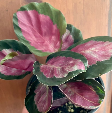 Photo of the plant species crimson rose calathea by Pinkvet named Crimson on Greg, the plant care app