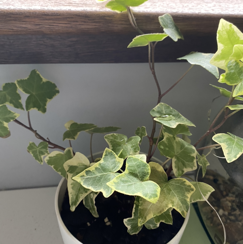 English Ivy plant photo by @emi1y named melody on Greg, the plant care app.