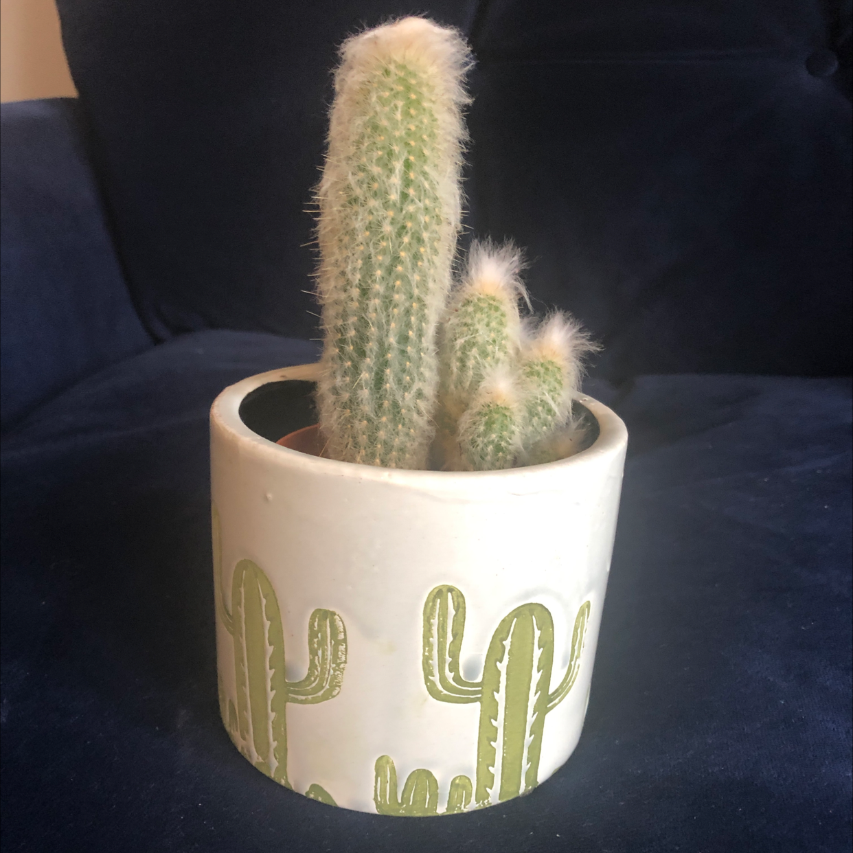 Silver Torch Cactus in a decorative pot with cactus designs, appears healthy.