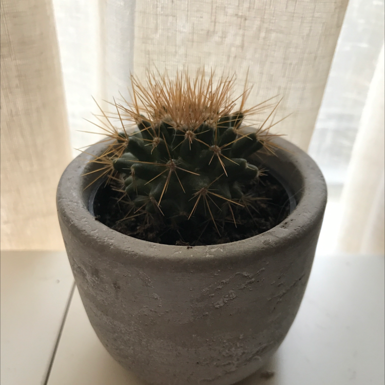 Golden Barrel Cactus plant photo by @emmastevens named Sylvia on Greg, the plant care app.