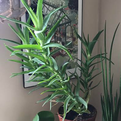 Photo of the plant species Climbing Aloe by Haydn named Juniper on Greg, the plant care app