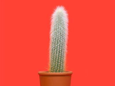 Photo of the plant species Mexican Night-Bloom Cereus by Haydn named Pandora on Greg, the plant care app