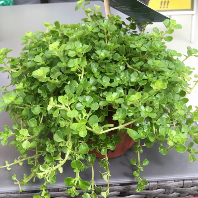 Photo of the plant species Pilea Baby Tears by @dakmetz named Kanonierblume on Greg, the plant care app