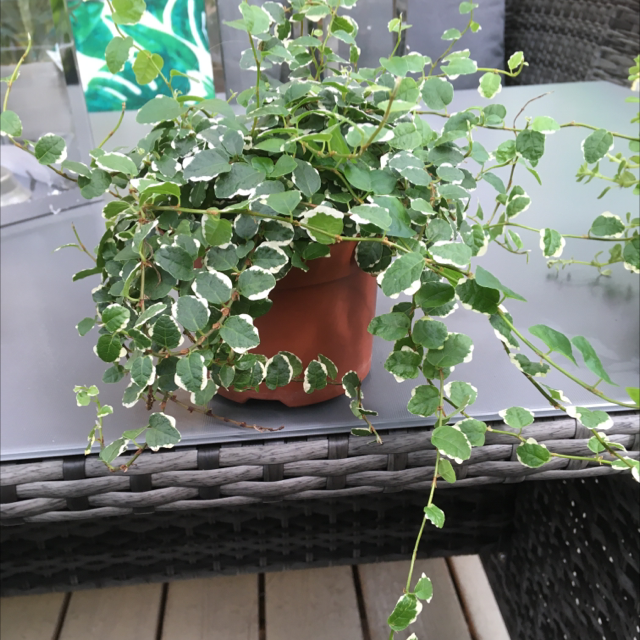 Photo of the plant species Bellus by @dakmetz named Ficus on Greg, the plant care app