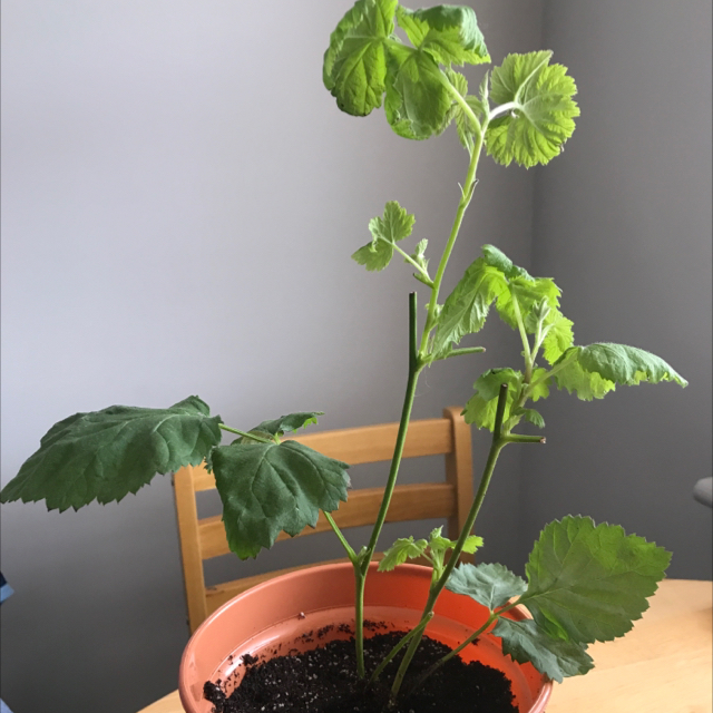 Photo of the plant species Loganberry plant by @hannaandmusic named Loganberry plant on Greg, the plant care app