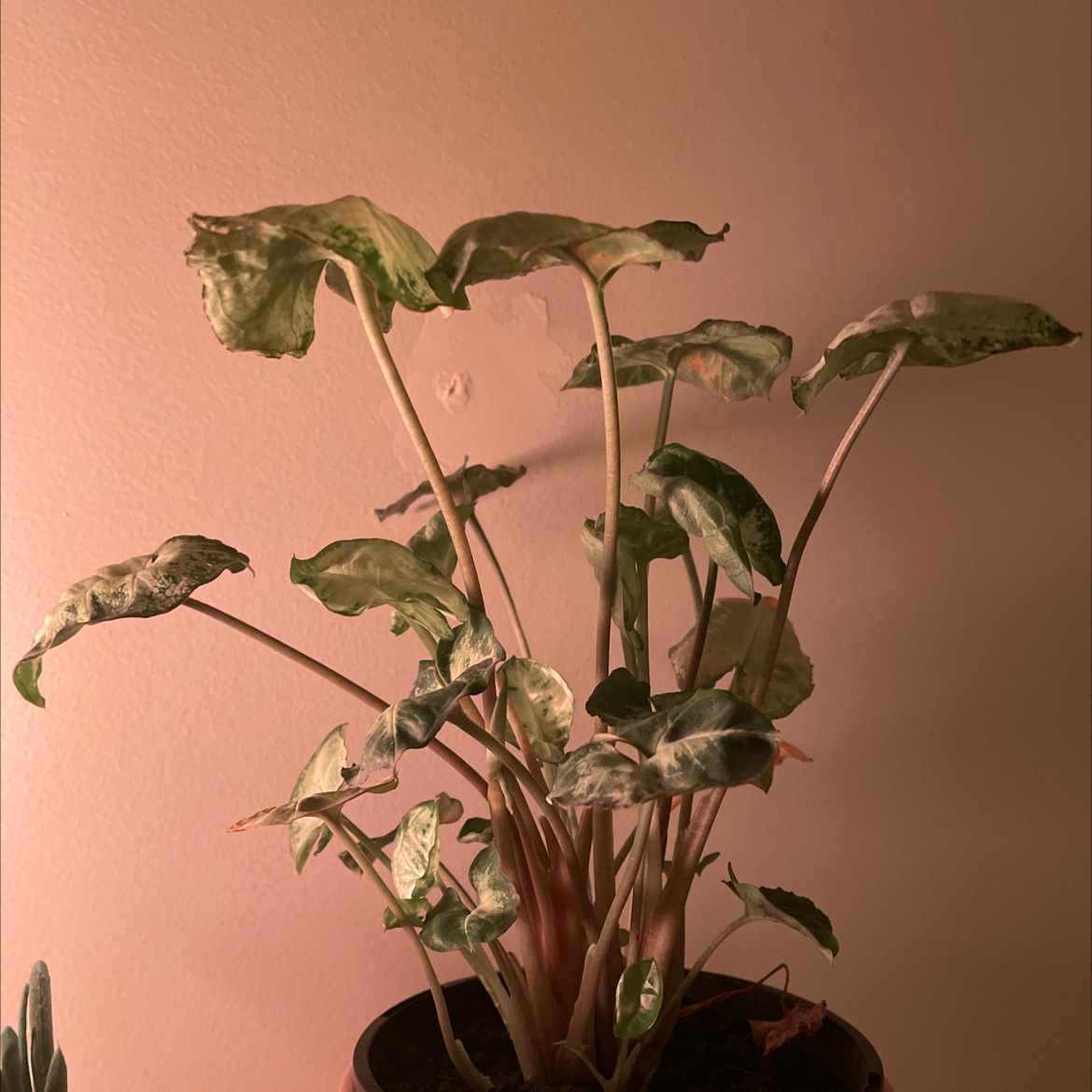 Syngonium 'Gold Allusion' plant in a pot with some leaf discoloration and curling.