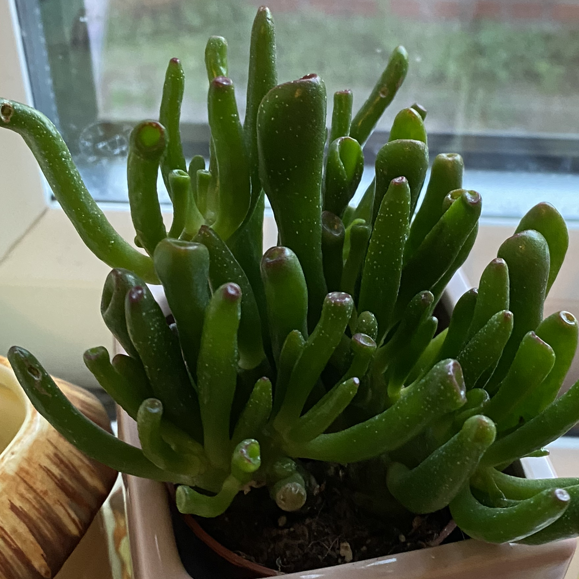 Lucky Plant plant photo by @quornhamdad named Wall-E on Greg, the plant care app.