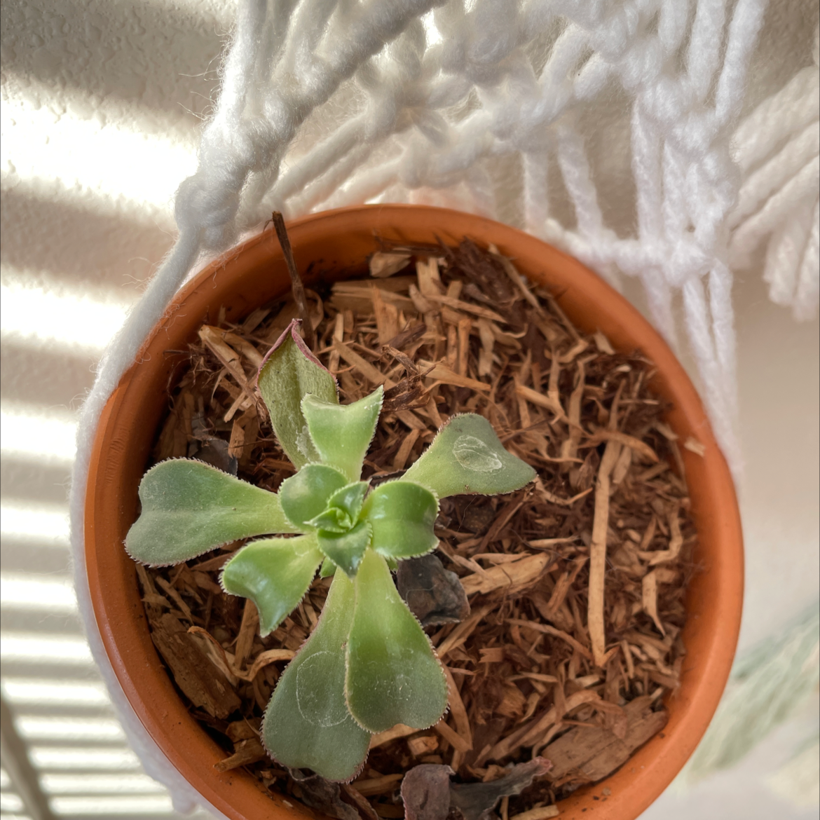 Haworth's Aeonium plant in a terracotta pot with some browning leaves.