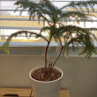 Norfolk Island Pine plant in Indianapolis, Indiana