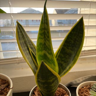Snake Plant plant in Indianapolis, Indiana