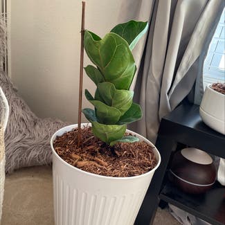 Fiddle Leaf Fig plant in Indianapolis, Indiana