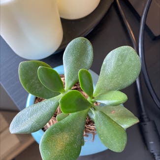 Jade plant in Indianapolis, Indiana