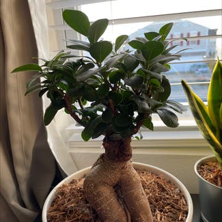 Ficus Ginseng plant in Indianapolis, Indiana