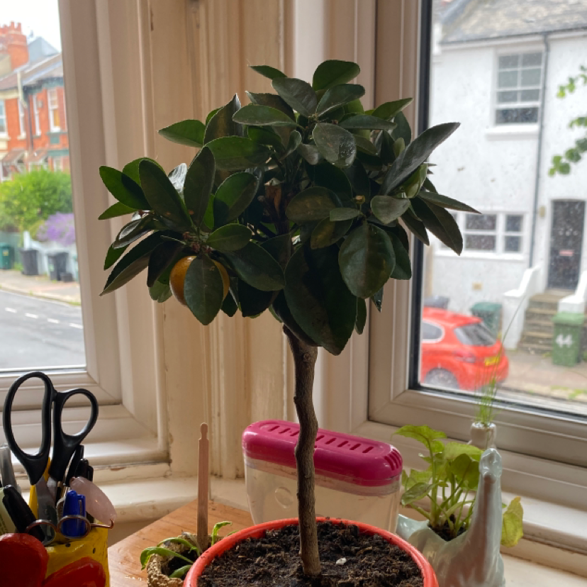 Photo of the plant species Calamondin by Milly named Thaddeus on Greg, the plant care app