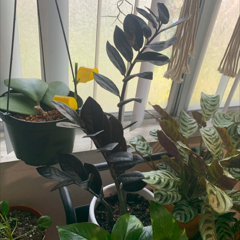 Raven ZZ Plant with dark, glossy leaves, surrounded by other plants near a window.