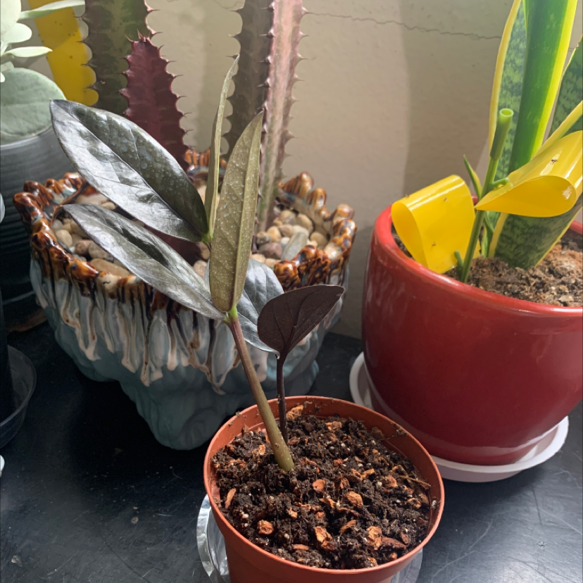 Raven ZZ Plant in a brown pot with visible soil, surrounded by other plants.