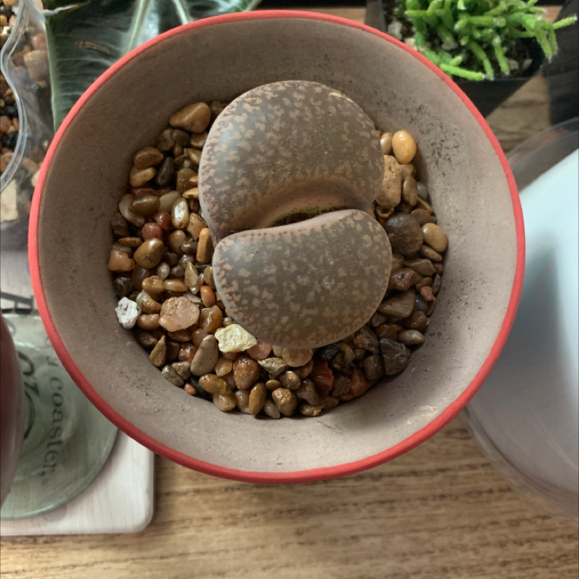 Elephant's Foot plant photo by @Babyplant named A-butt-dance on Greg, the plant care app.