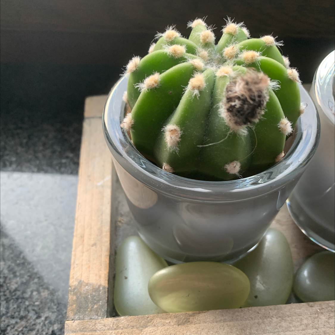 Golden Barrel Cactus plant photo by Myrthe named Your plant on Greg, the plant care app.