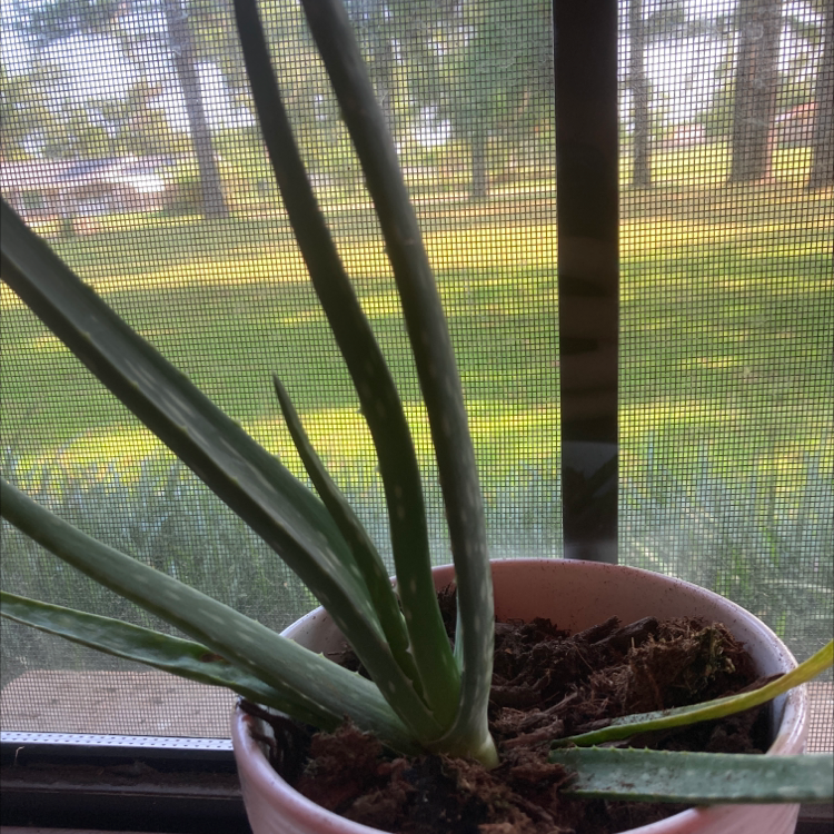 Aloe vera plant photo by @Aro named Navinn on Greg, the plant care app.