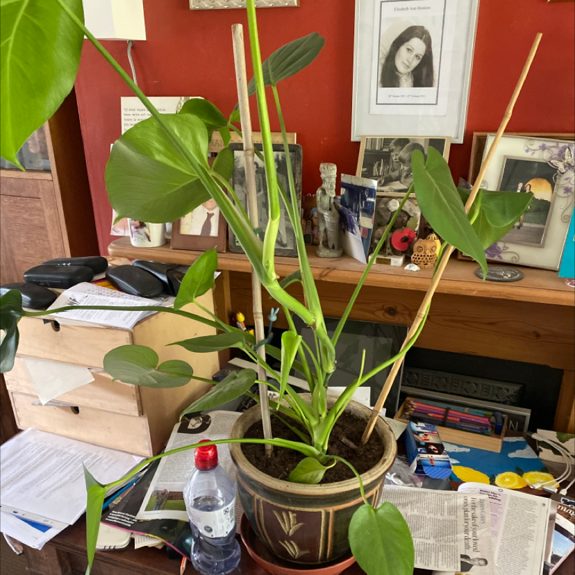 Monstera plant photo by Suzi named Daphne on Greg, the plant care app.