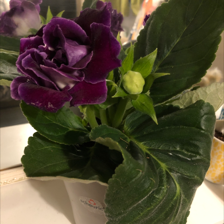 Florist's gloxinia plant with vibrant purple flowers and healthy green leaves.