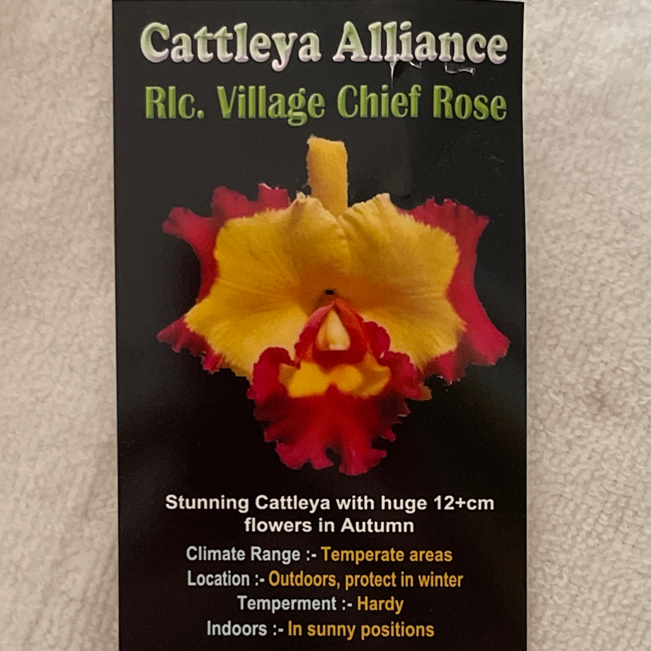 Photo of the plant species Cattleya Mericlone by Laura named Chief Rose Orchid on Greg, the plant care app