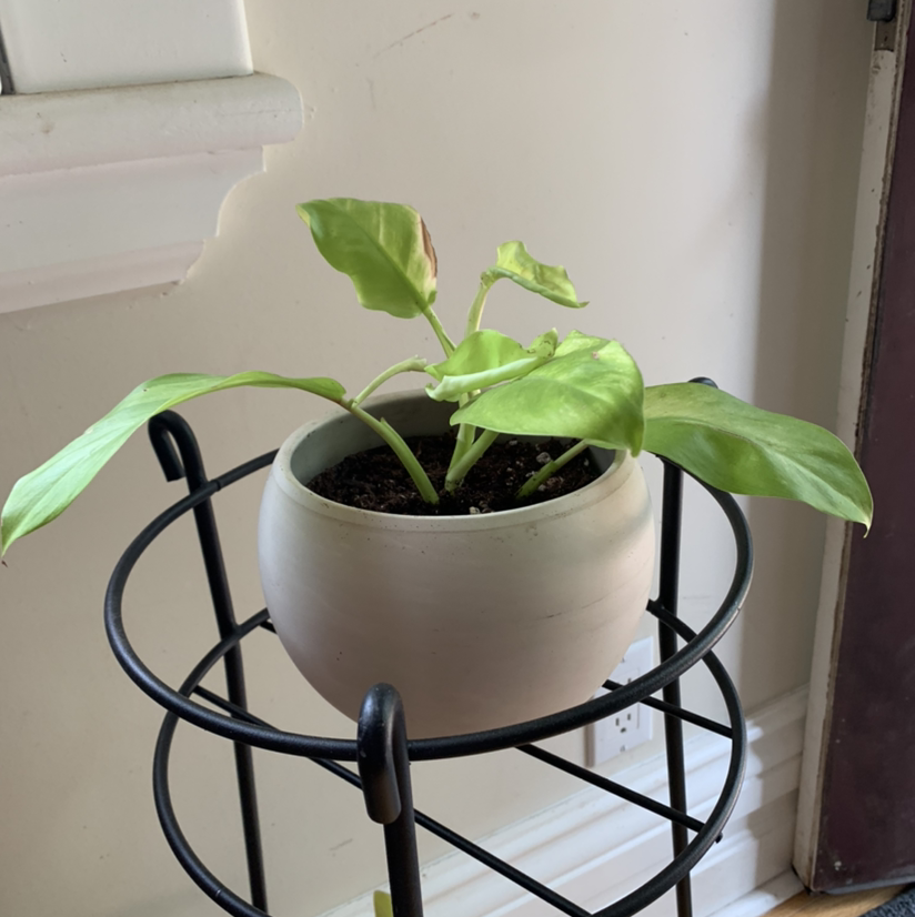 Philodendron 'Malay Gold' plant in a pot on a stand, with some browning leaves.