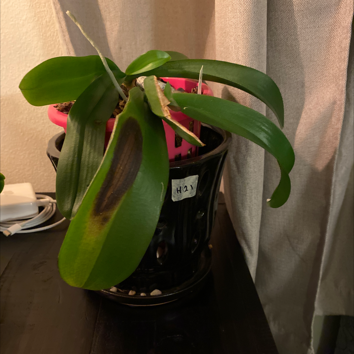 Potted Basket Plant with broad green leaves, one leaf showing a brown patch, placed indoors.