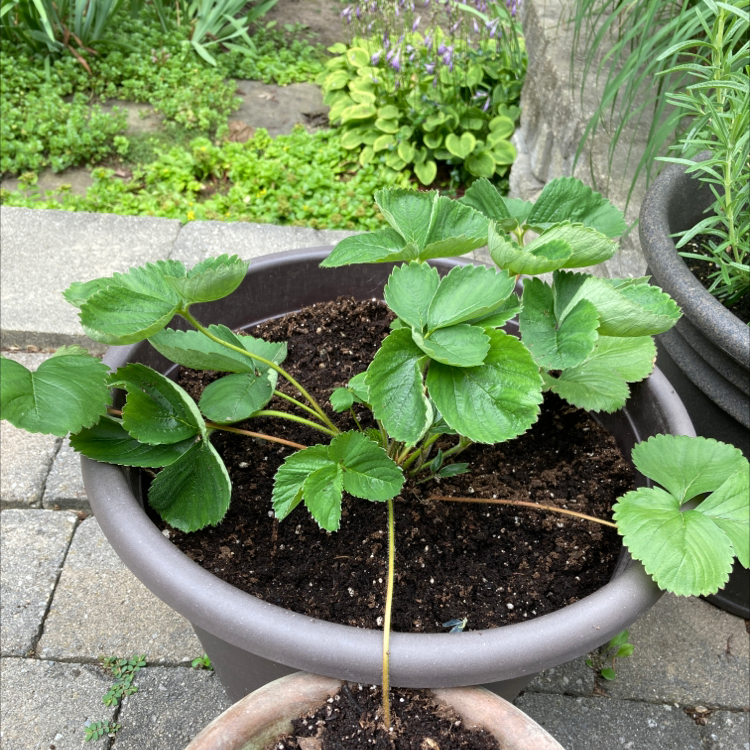 Photo of the plant species California Strawberry by Spencer named Oscar Goldman on Greg, the plant care app