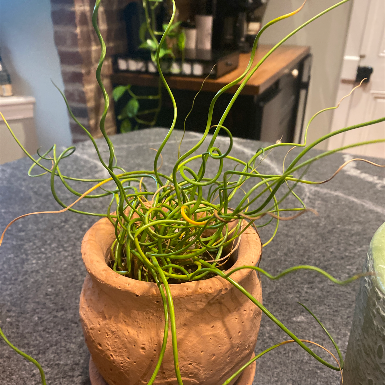 Photo of the plant species Common Rush by Ruby named Cray on Greg, the plant care app