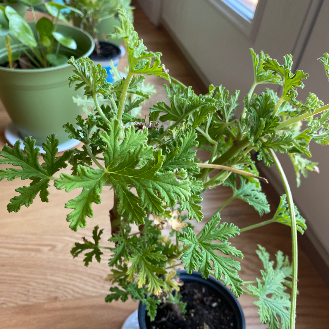 Citronella plant with green, deeply lobed leaves in a pot near a window.