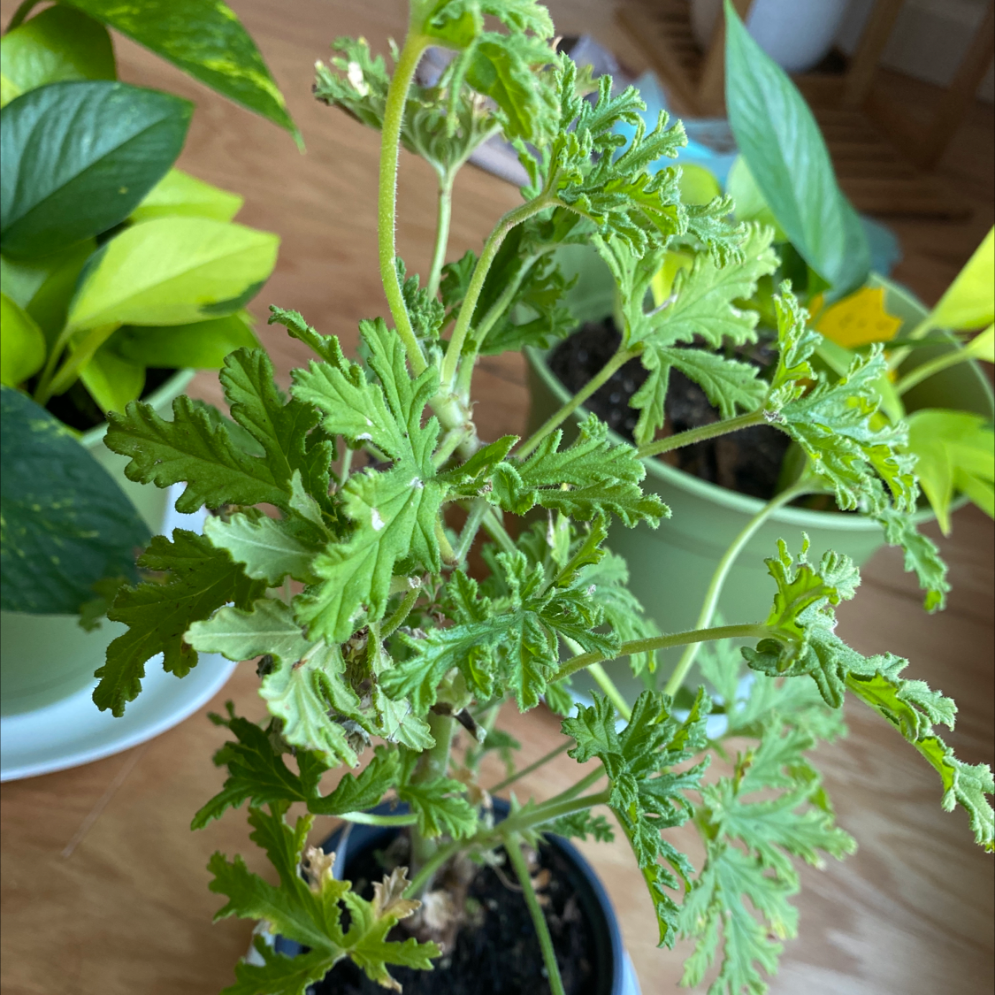 Citronella plant with green, serrated leaves in a pot, surrounded by other plants.