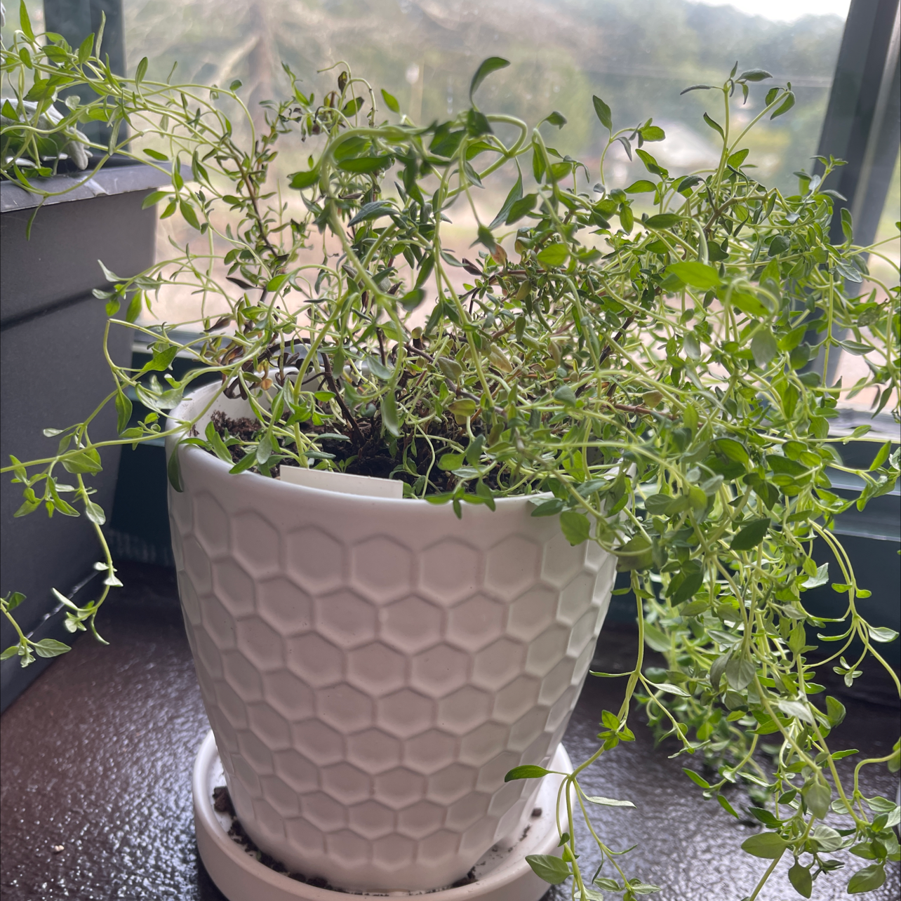 Photo of the plant species Pizza Thyme by Deicy named thyme on Greg, the plant care app