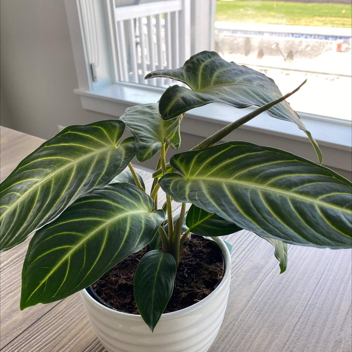 Caladium lindenii 'Magnificum' plant with large green leaves and white veins in a white pot near a window.